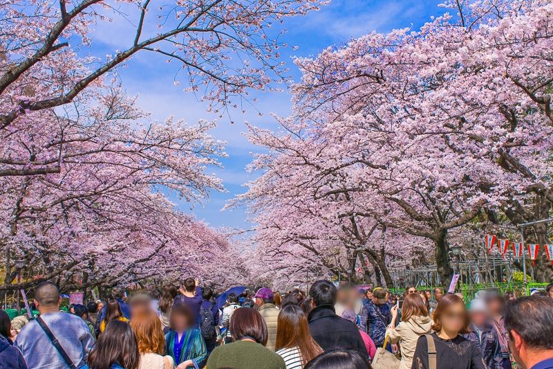 巴里坤赏樱花活动